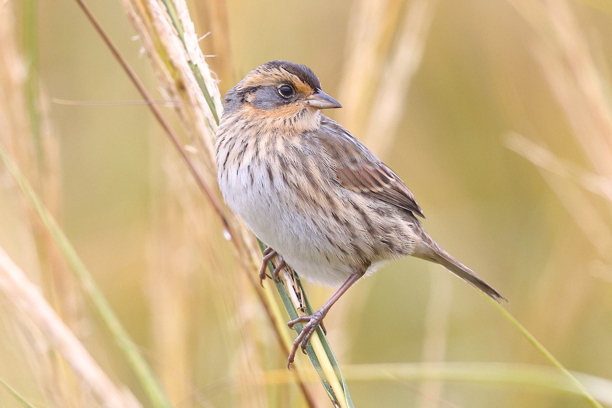 Saltmarsh Sparrow - ML624969203
