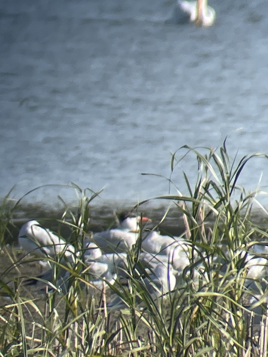Caspian Tern - ML624969224