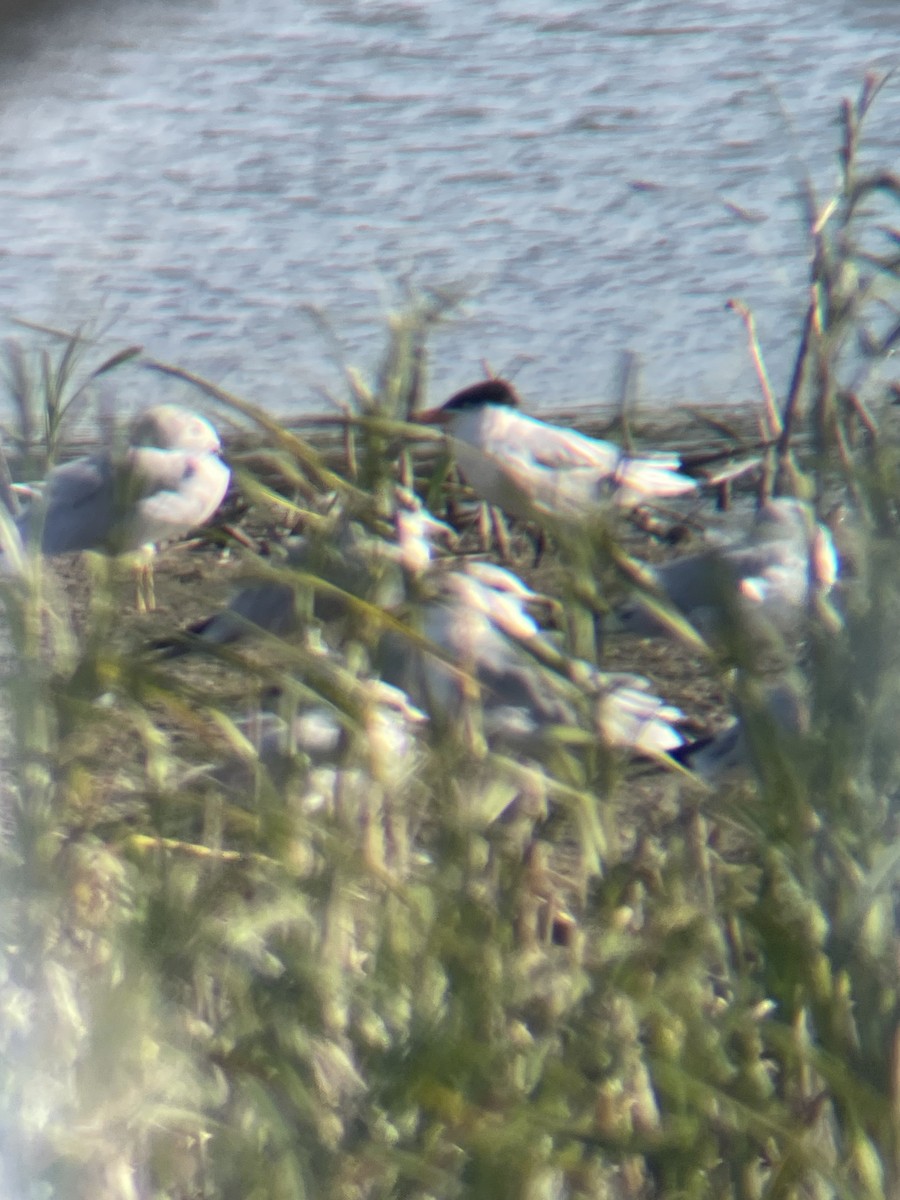 Caspian Tern - ML624969225