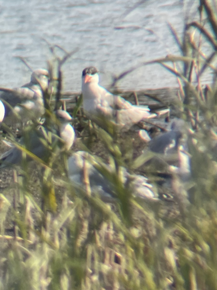 Caspian Tern - ML624969226
