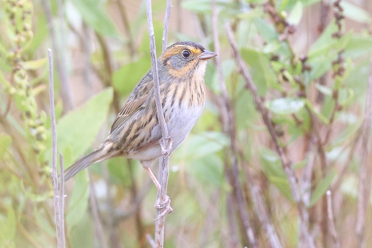 Saltmarsh Sparrow - ML624969238