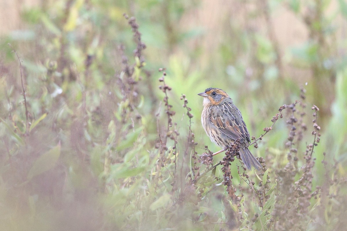 Saltmarsh Sparrow - ML624969242