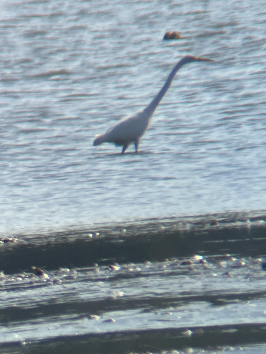 Great Egret - ML624969244