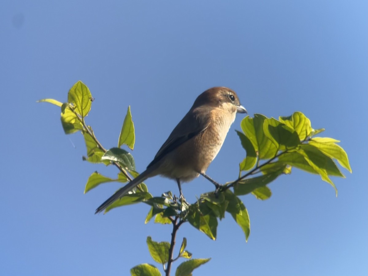 Bull-headed Shrike - ML624969457