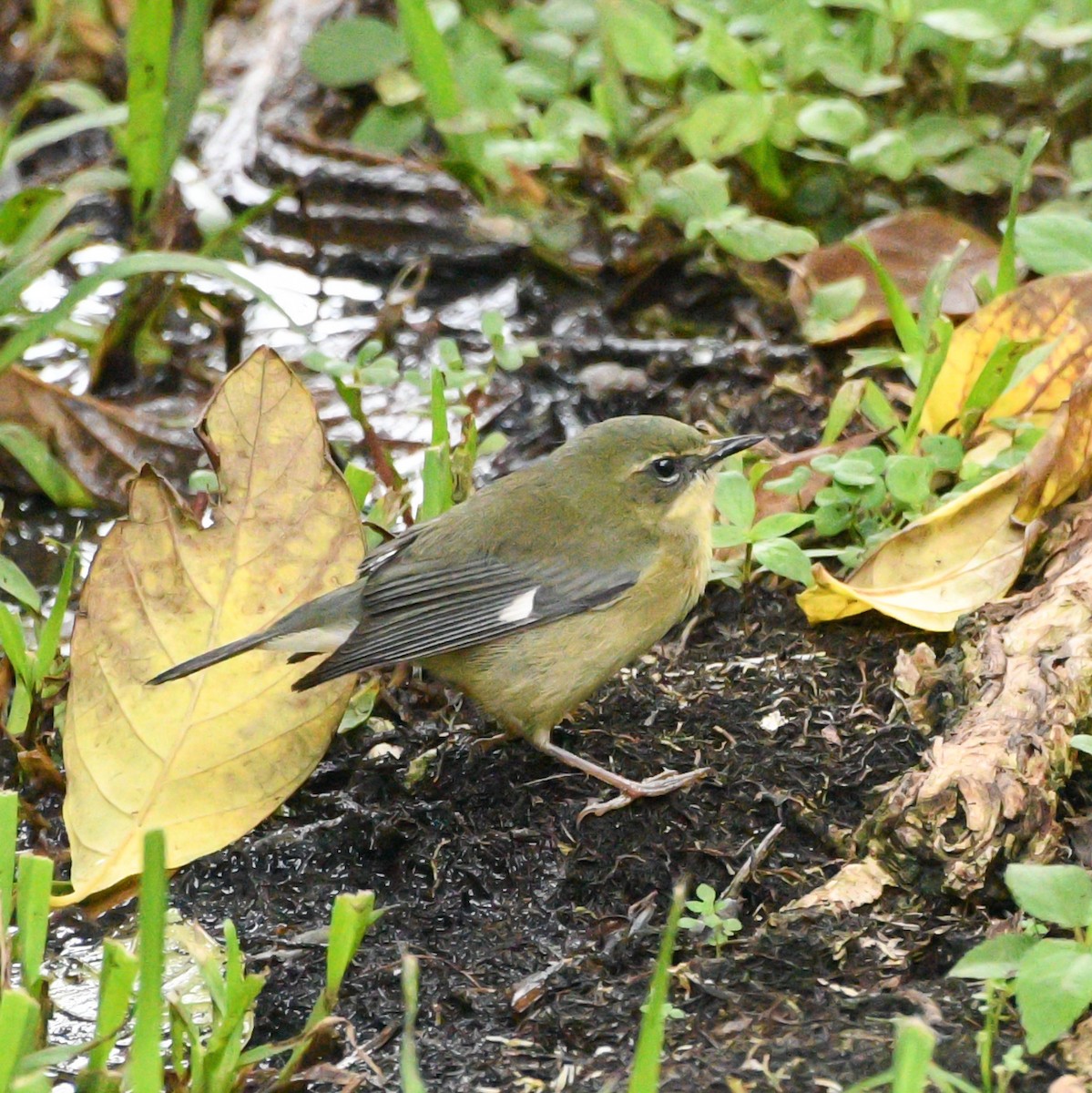 Black-throated Blue Warbler - ML624969463