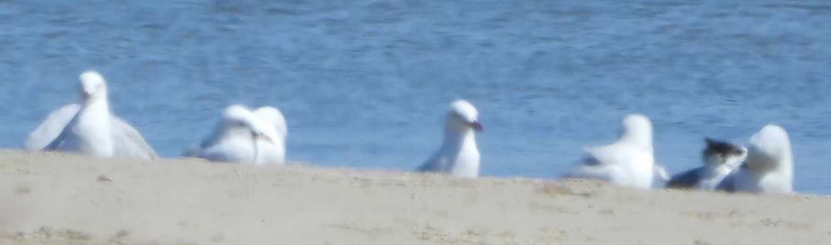 Silver Gull - ML624969479