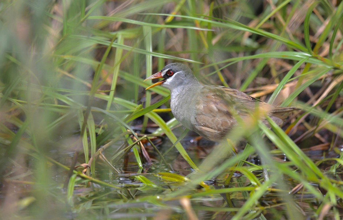 White-browed Crake - ML624969567