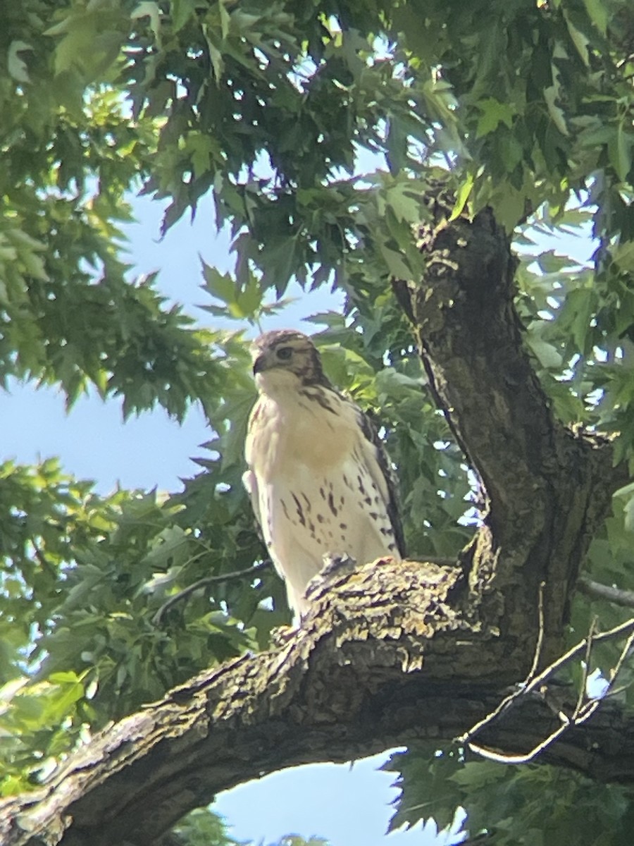 Red-tailed Hawk - ML624969628