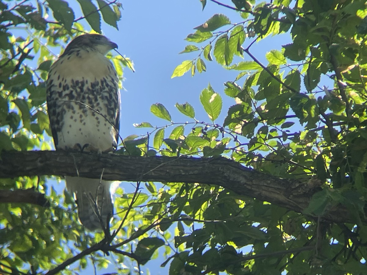 Red-tailed Hawk - ML624969629
