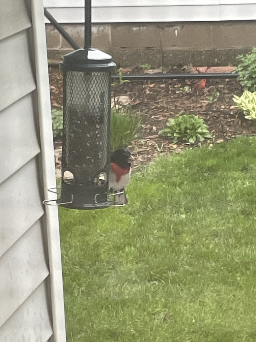 Rose-breasted Grosbeak - ML624969690