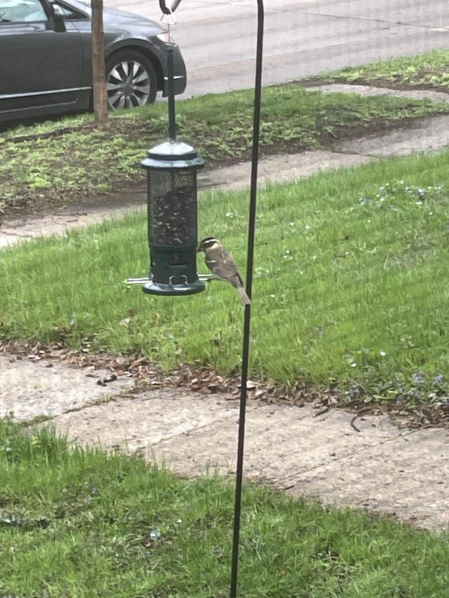 Rose-breasted Grosbeak - ML624969691