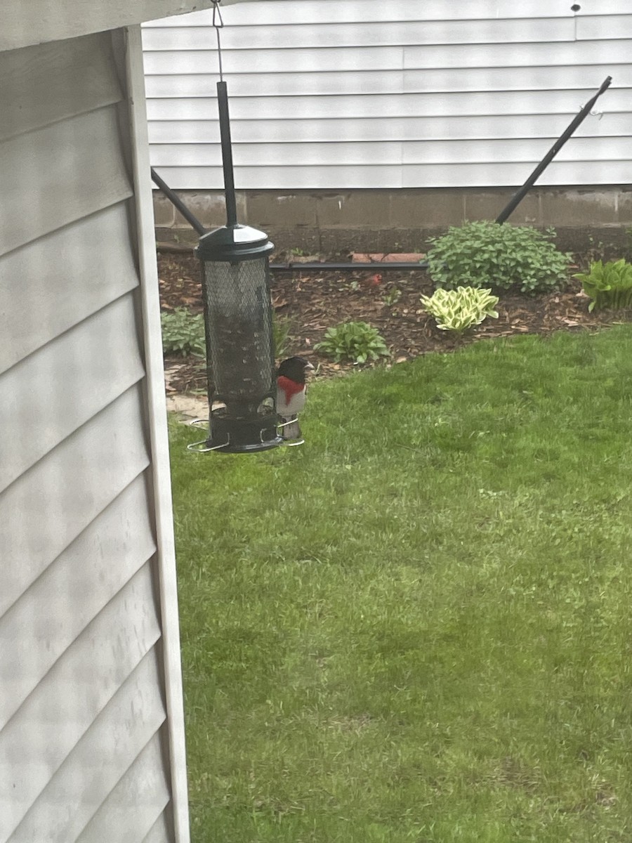 Rose-breasted Grosbeak - ML624969692