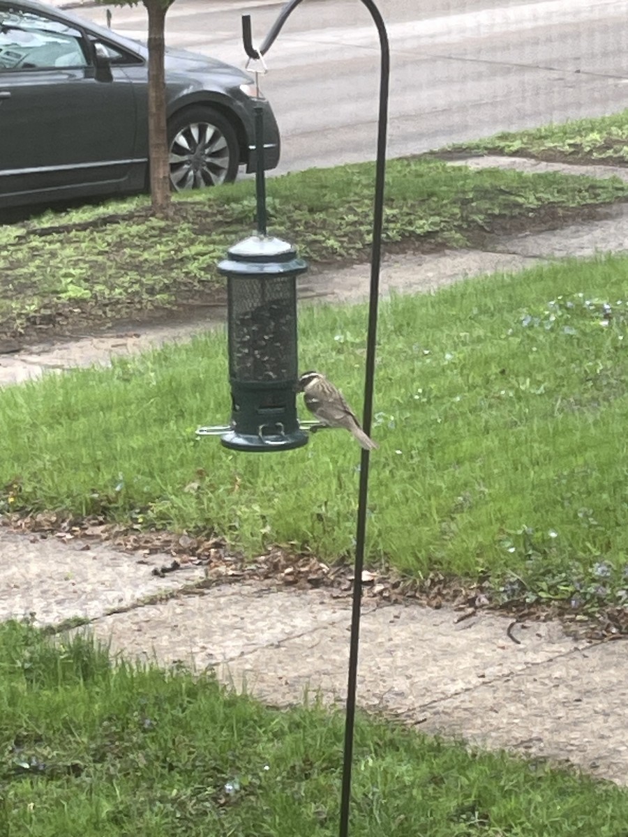 Rose-breasted Grosbeak - ML624969693