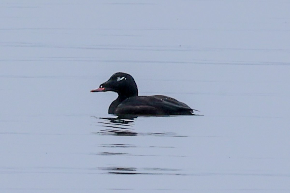 White-winged Scoter - ML624969909