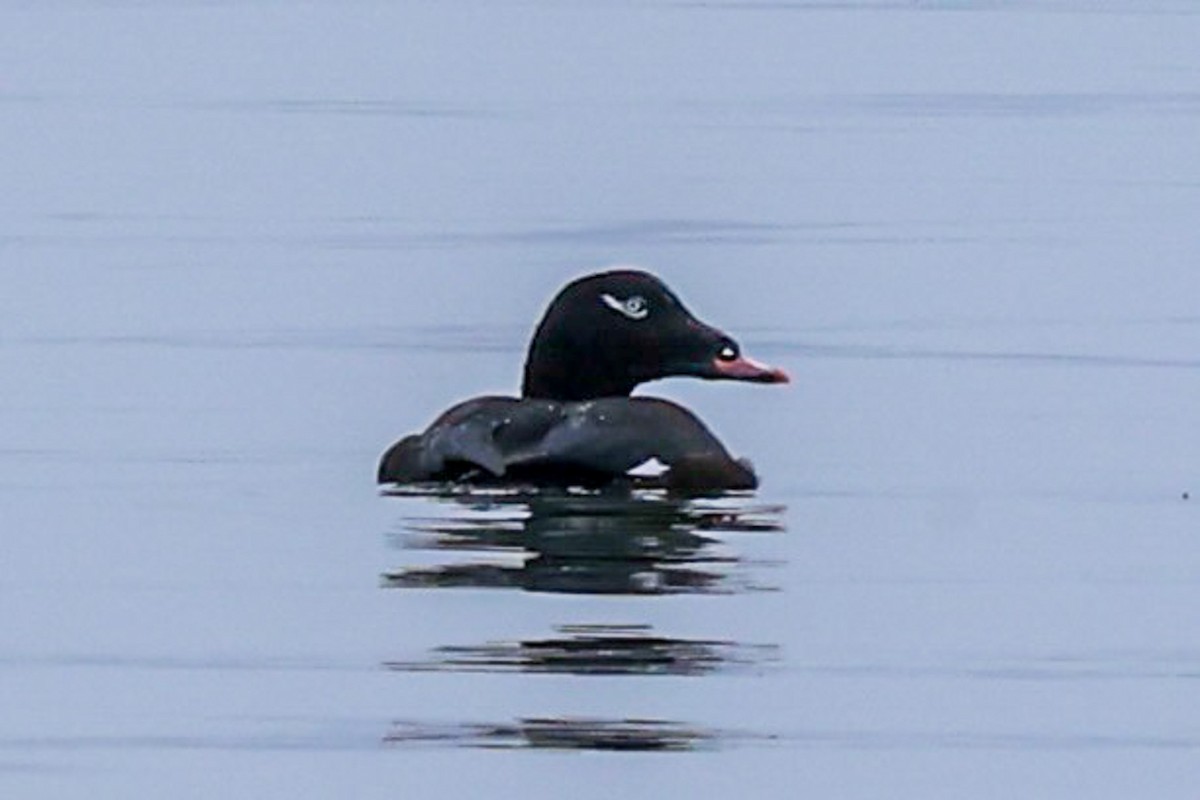 White-winged Scoter - ML624969918