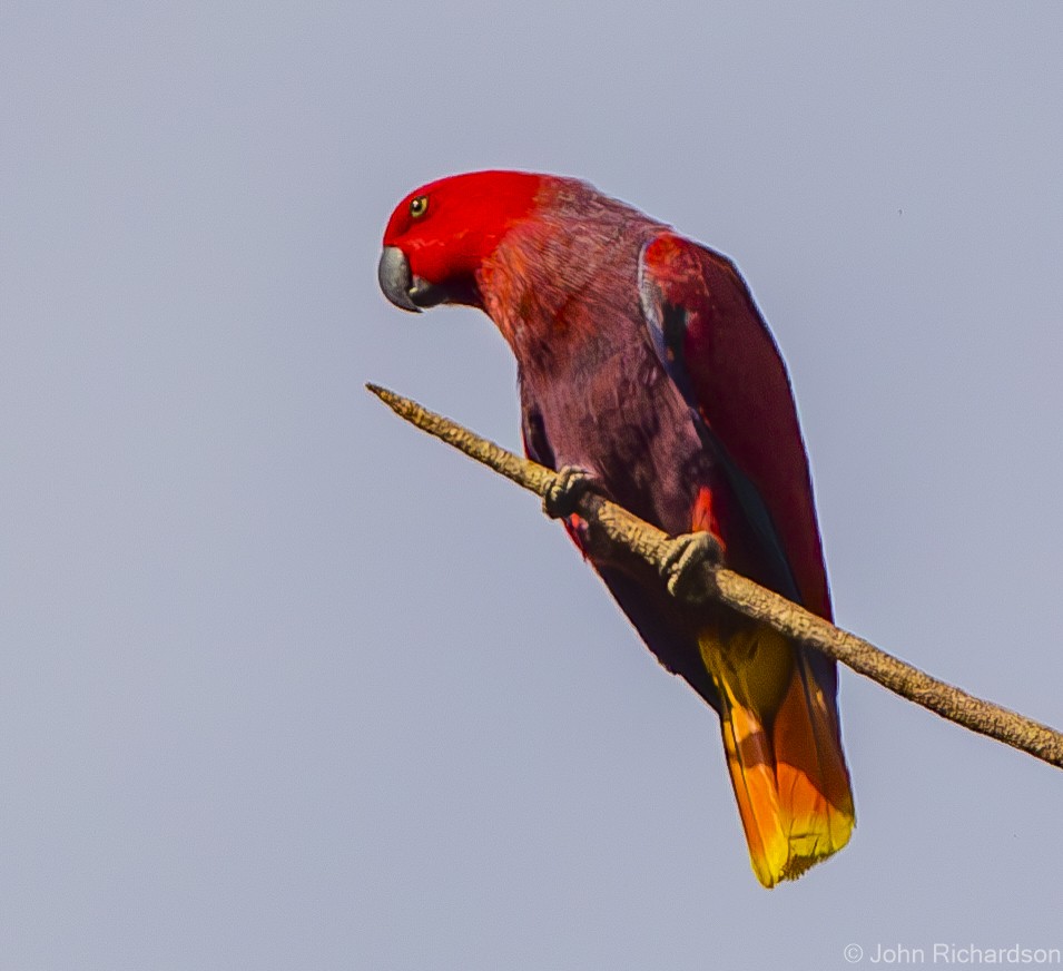 Moluccan Eclectus - ML624969931