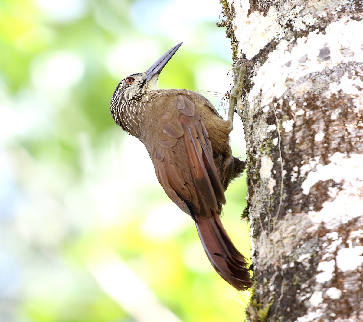 White-throated Woodcreeper - Feliciano Lumini