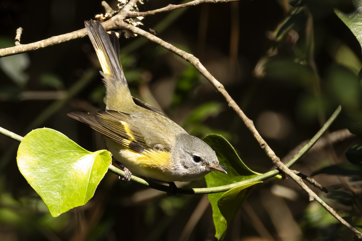 American Redstart - ML624970181