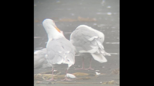 Glaucous x Glaucous-winged Gull (hybrid) - ML624970202