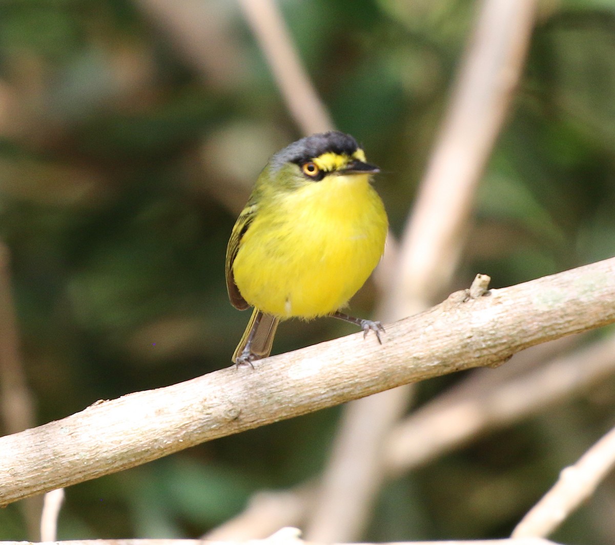 Gray-headed Tody-Flycatcher - ML624970252