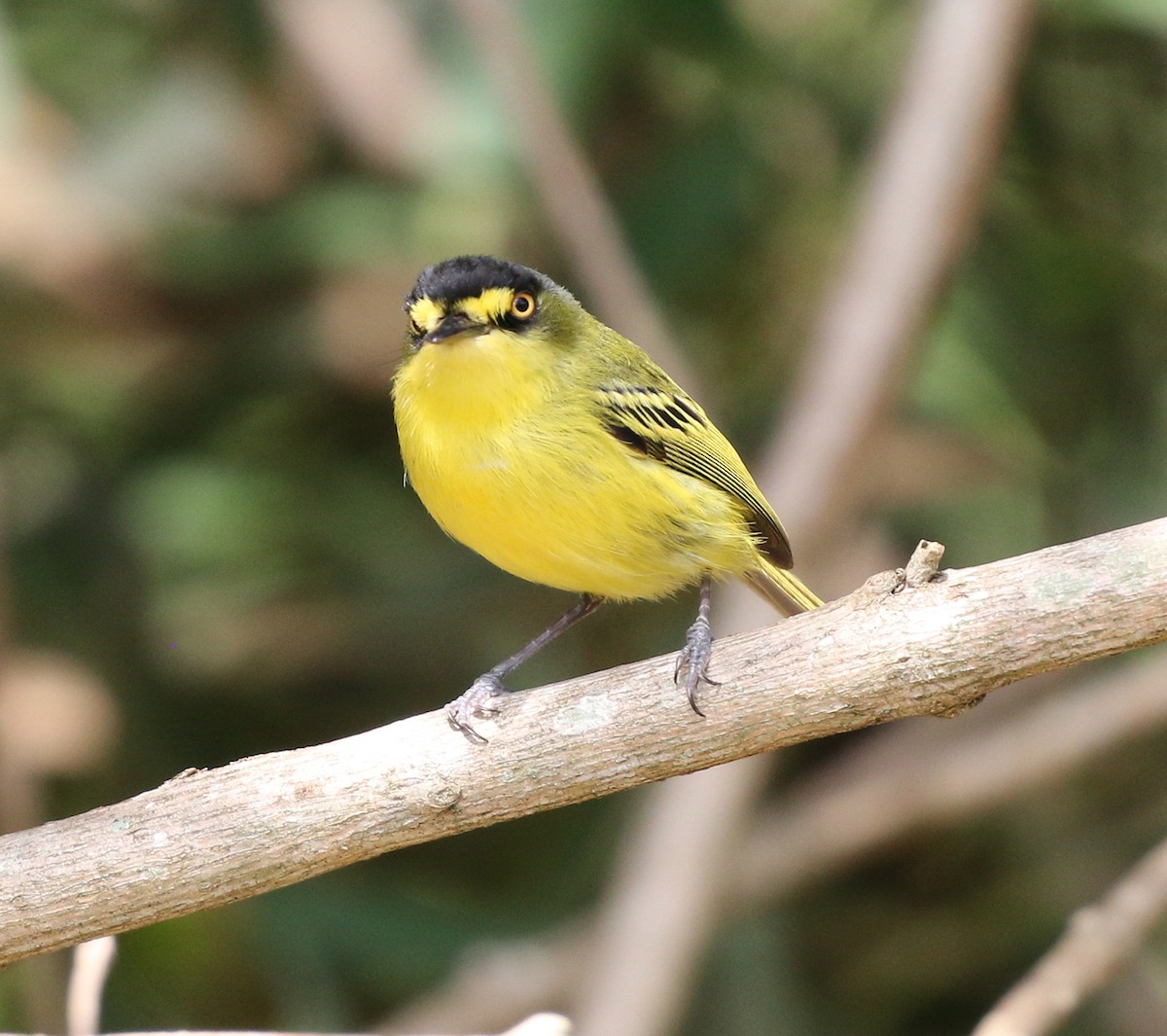 Gray-headed Tody-Flycatcher - ML624970253