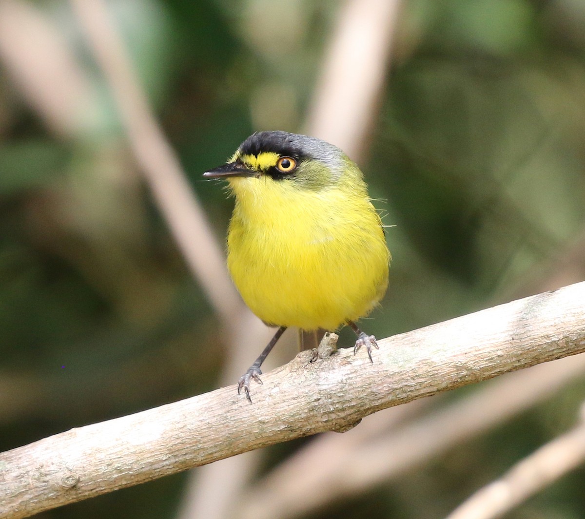 Gray-headed Tody-Flycatcher - ML624970254