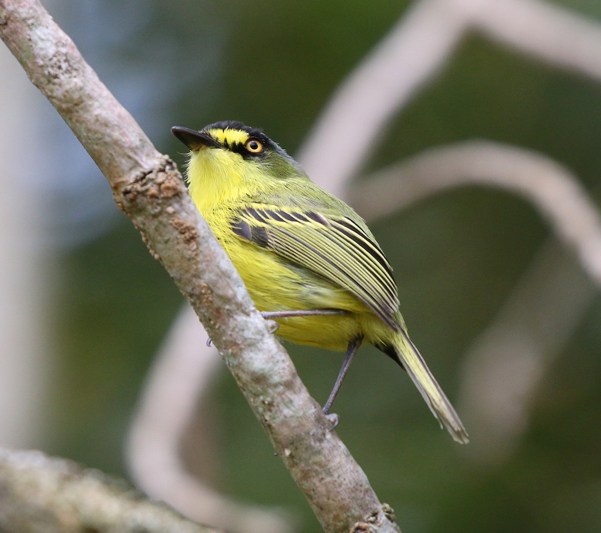 Gray-headed Tody-Flycatcher - ML624970255