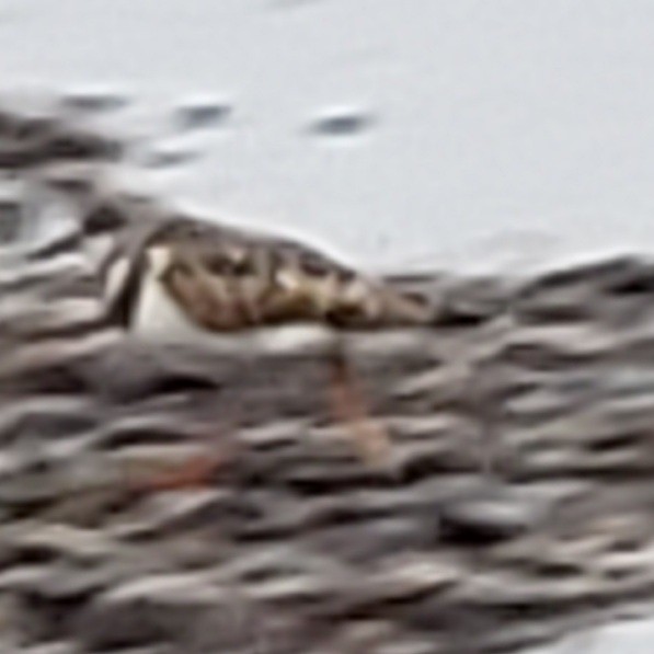 翻石鷸 - ML624970274