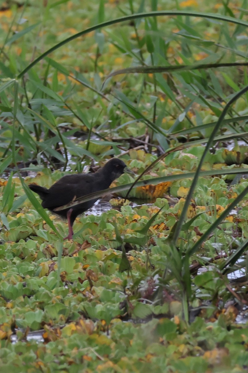 Black Crake - ML624970378