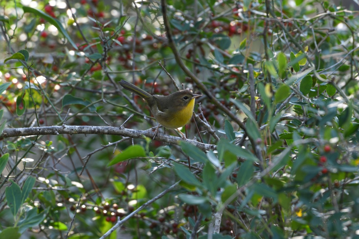 Common Yellowthroat - ML624970514