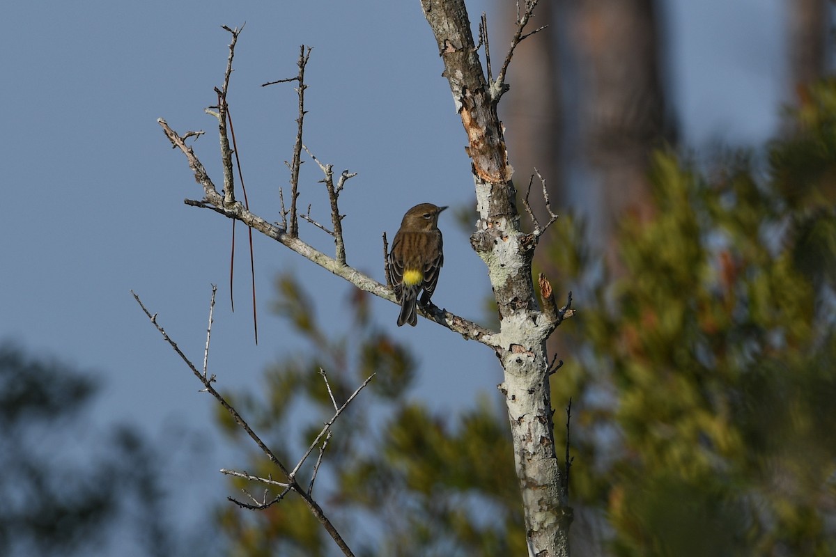 Yellow-rumped Warbler - ML624970520