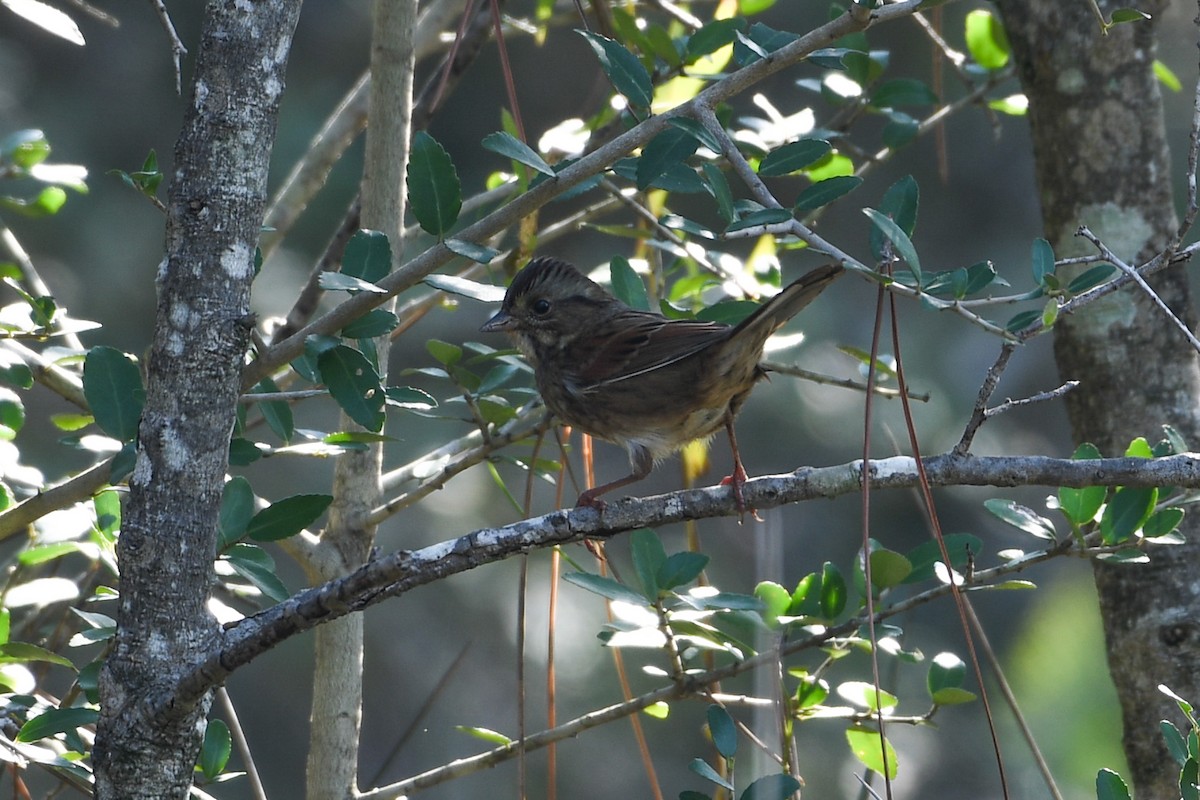 Swamp Sparrow - ML624970528