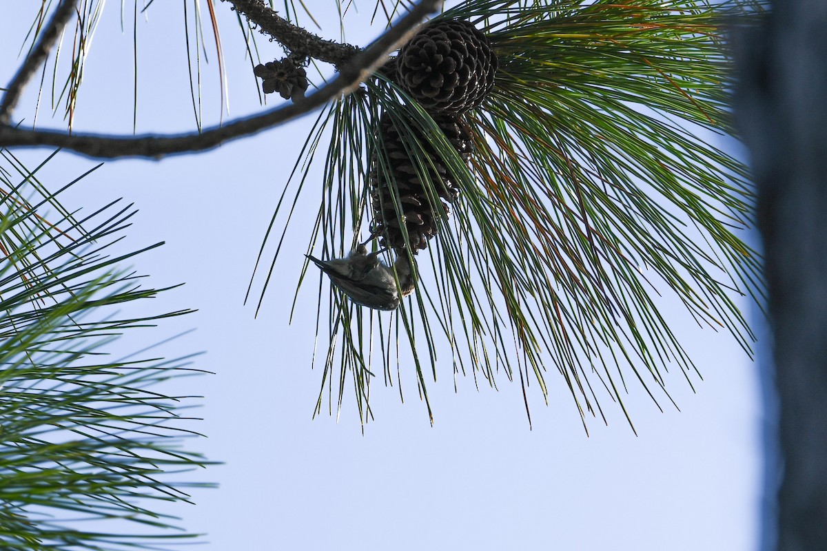 Brown-headed Nuthatch - ML624970542