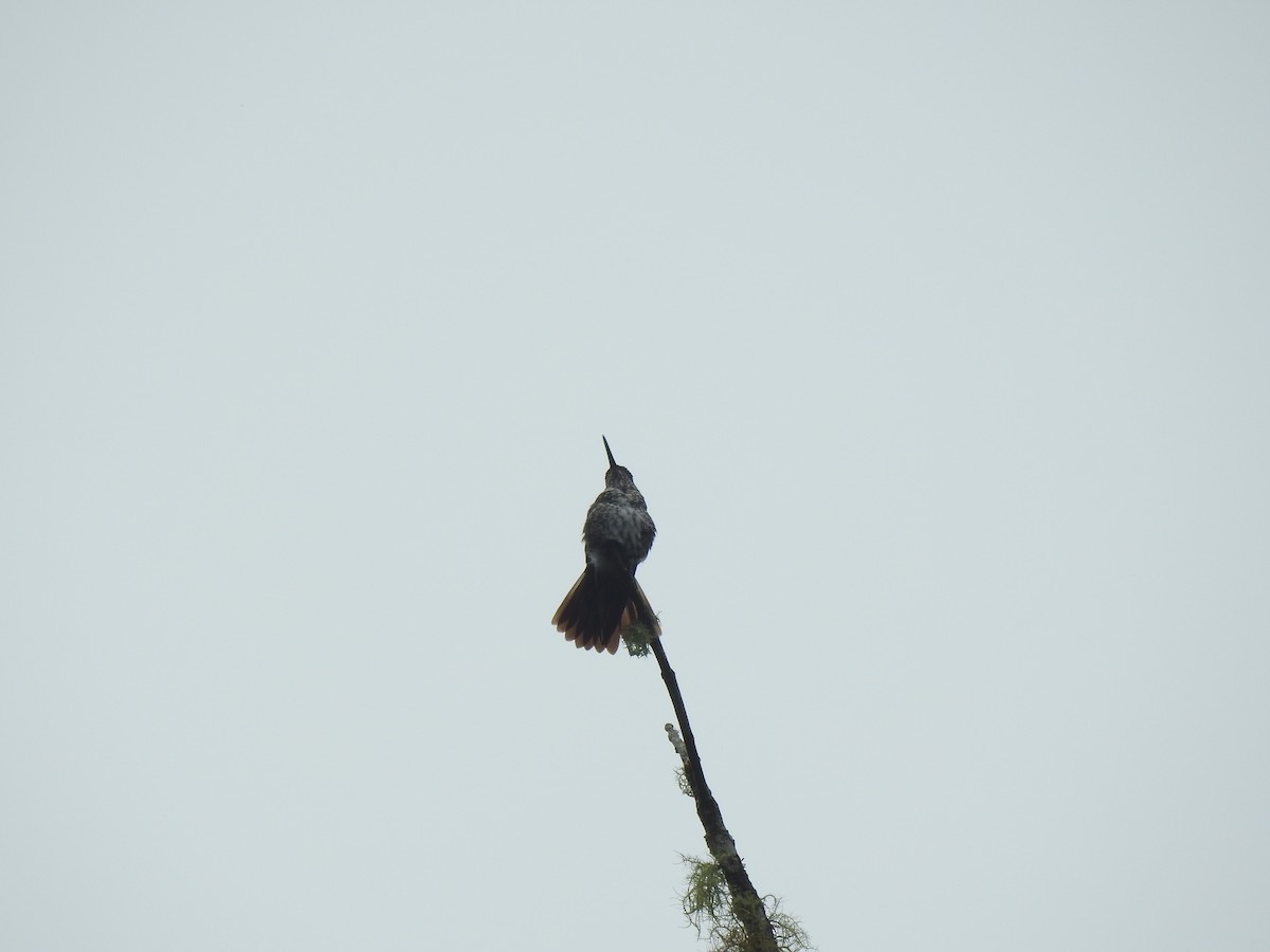 Many-spotted Hummingbird - ML624970614