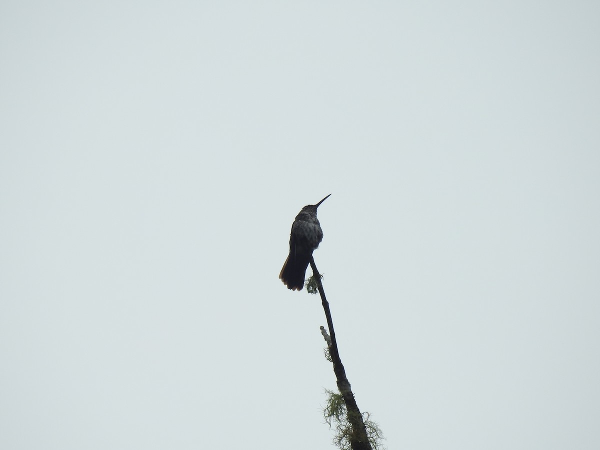 Many-spotted Hummingbird - ML624970620