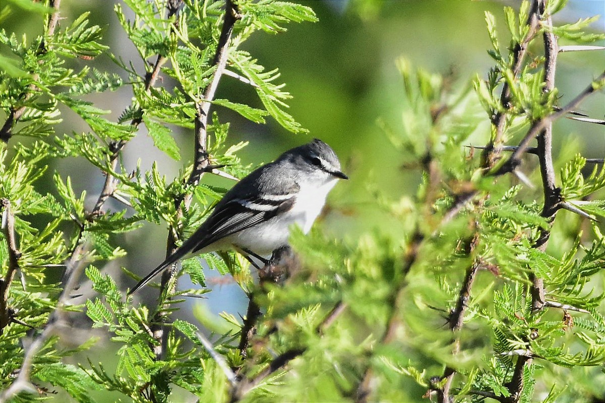 White-crested Tyrannulet (White-bellied) - ML624970915