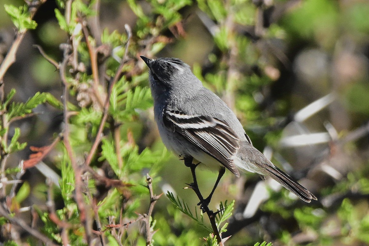 White-crested Tyrannulet (White-bellied) - ML624970916