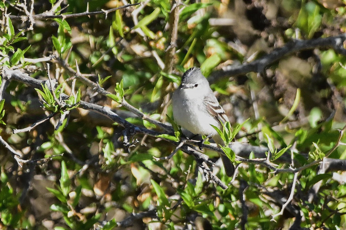 White-crested Tyrannulet (White-bellied) - ML624970917