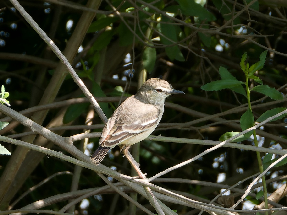 Short-tailed Field Tyrant - ML624970923