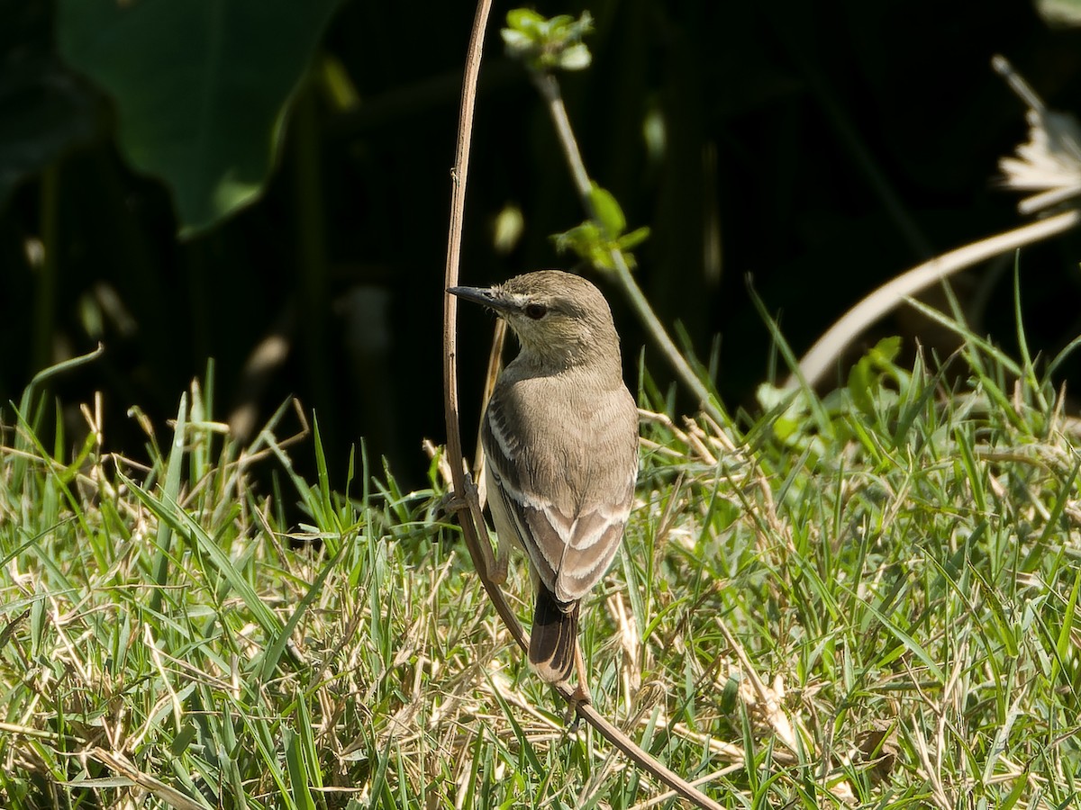 Short-tailed Field Tyrant - ML624970931