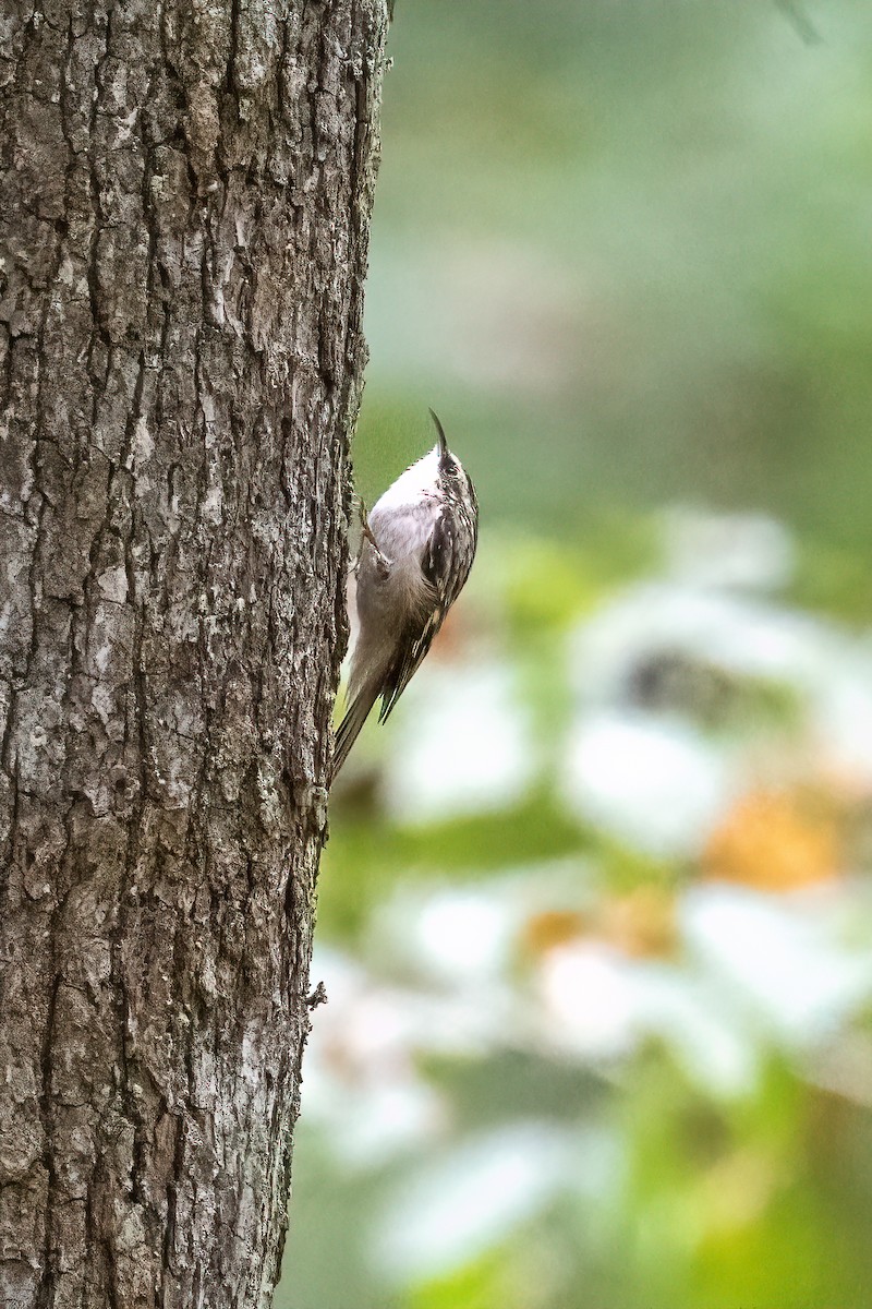 Brown Creeper - ML624970942