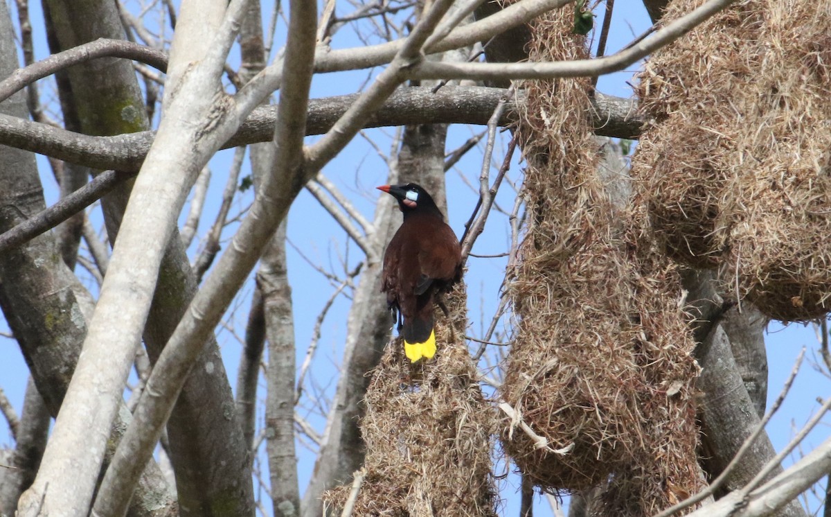 Montezuma Oropendola - ML624971114