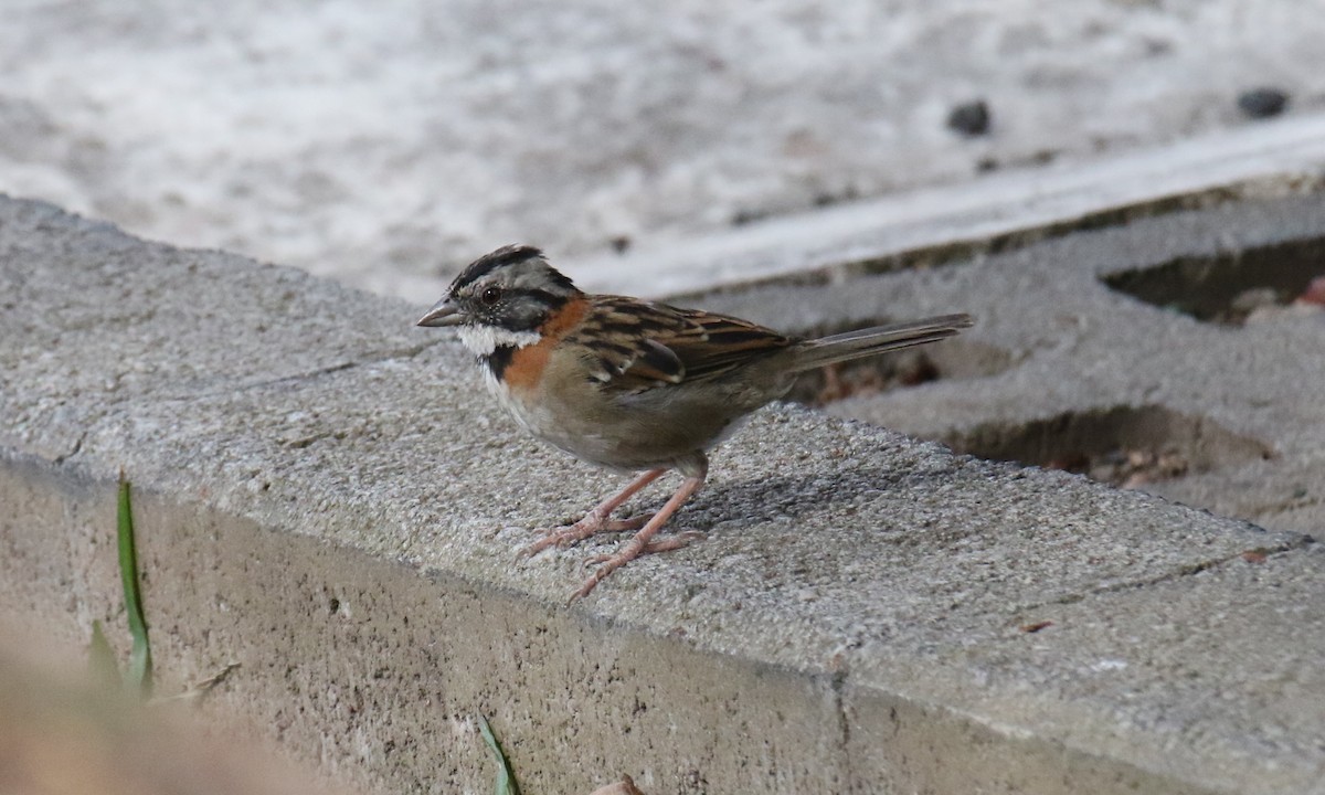 Rufous-collared Sparrow - ML624971119