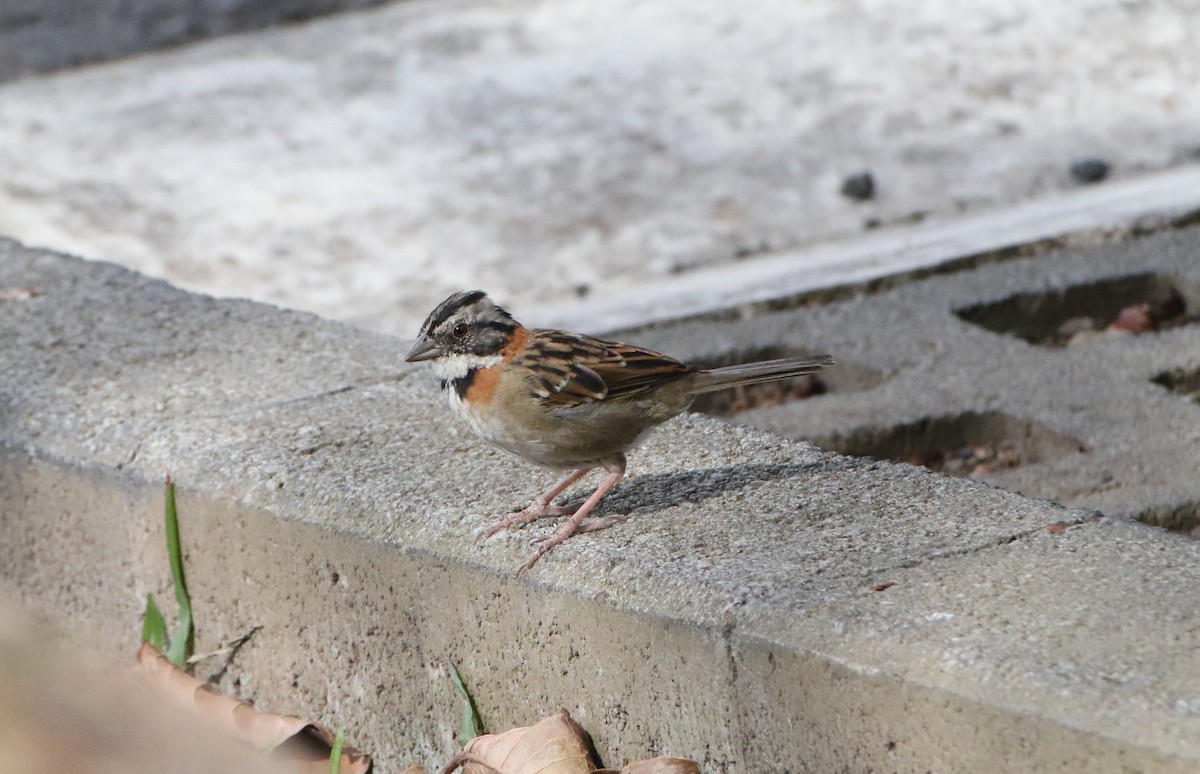 Rufous-collared Sparrow - ML624971120