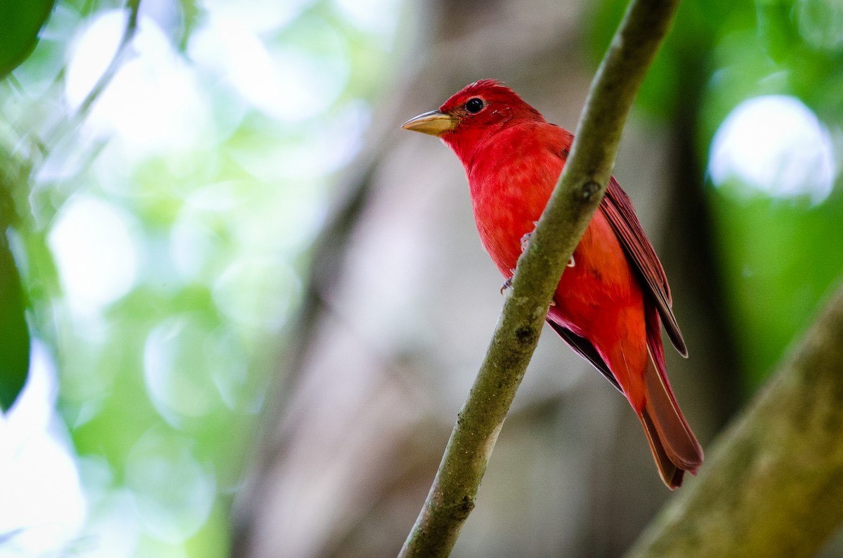 Summer Tanager - ML624971218