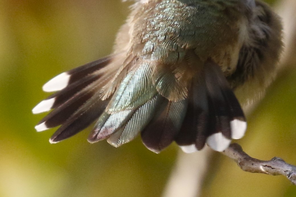 Black-chinned Hummingbird - ML624971338