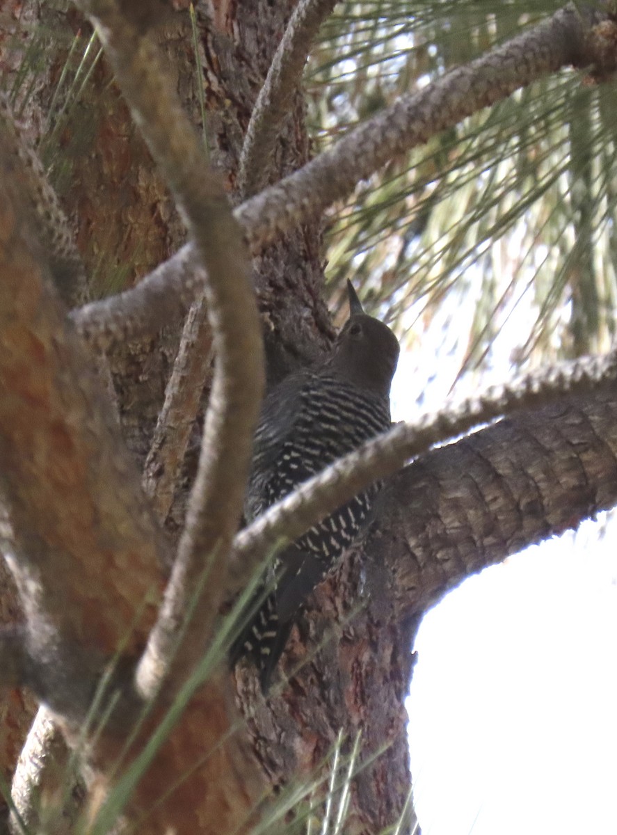 Williamson's Sapsucker - ML624971452