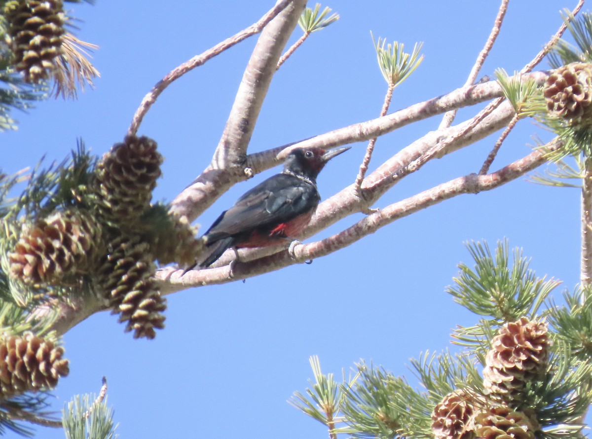 Lewis's Woodpecker - ML624971467