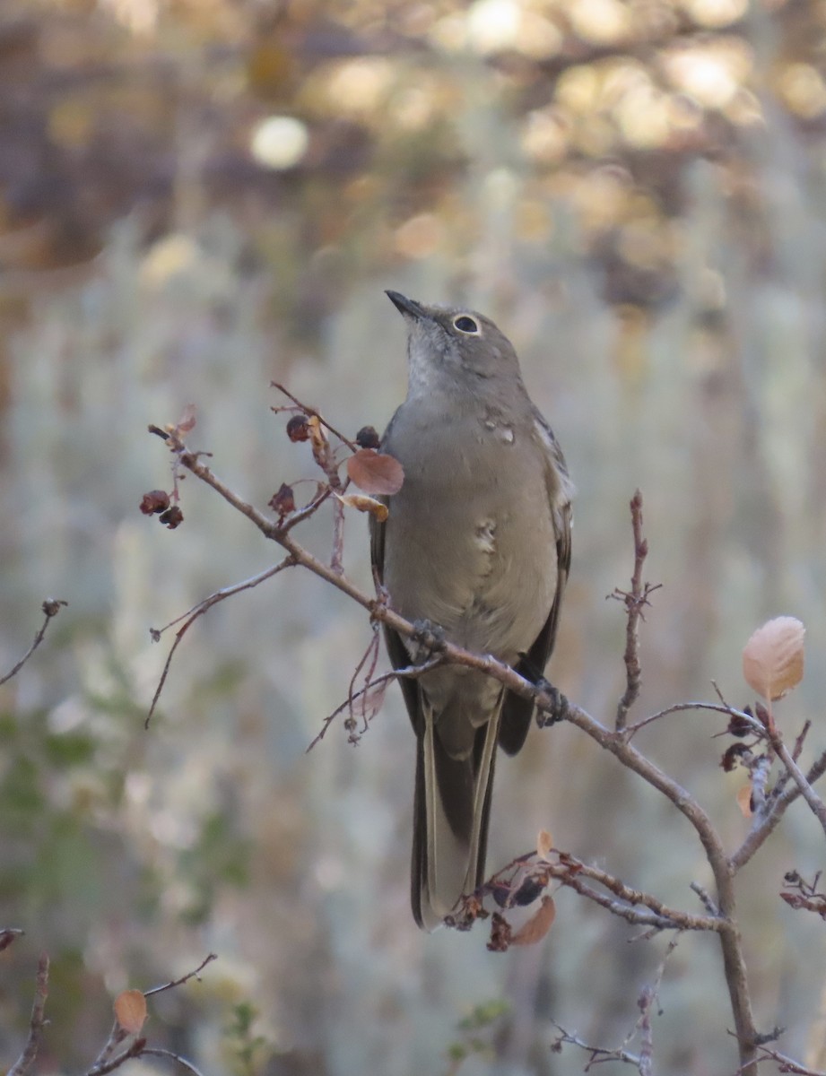 Townsend's Solitaire - ML624971504