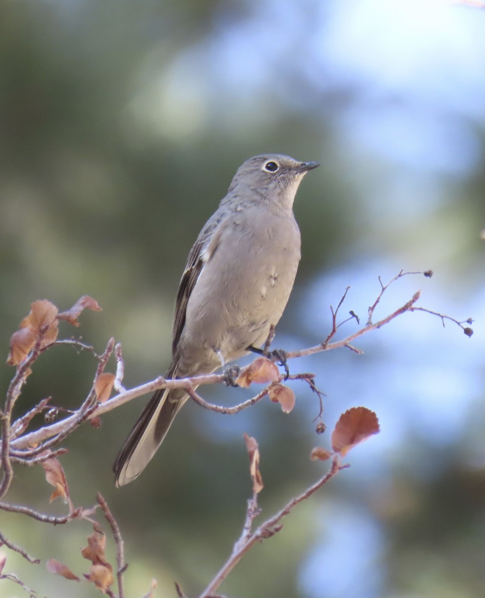 Townsend's Solitaire - ML624971505